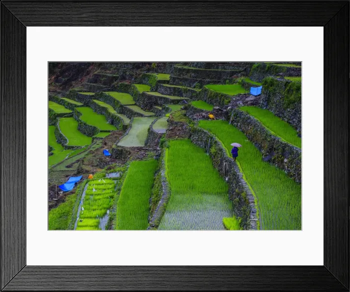 Framed Print : Batad rice terraces, part of the UNESCO World Heritage Site of Banaue, Luzon, Philippines, Southeast Asia, Asia Framed Print : Batad rice terraces, part of the UNESCO World Heritage Site of Banaue, Luzon, Philippines, Southeast Asia, Asia