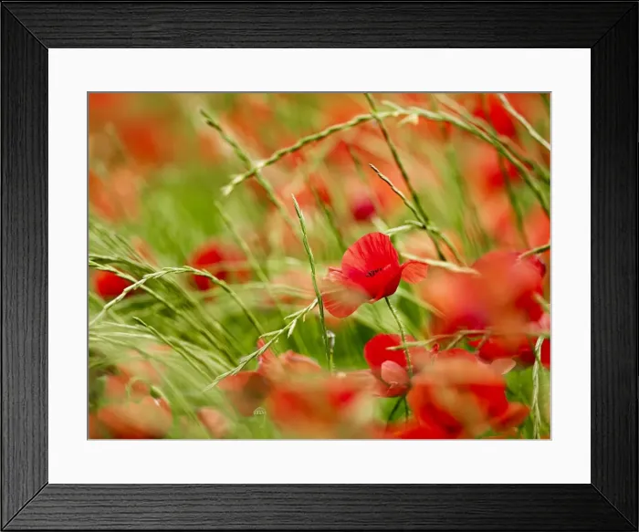 Framed Print : Poppy field, Figueres, Girona, Catalonia, Spain, Europe