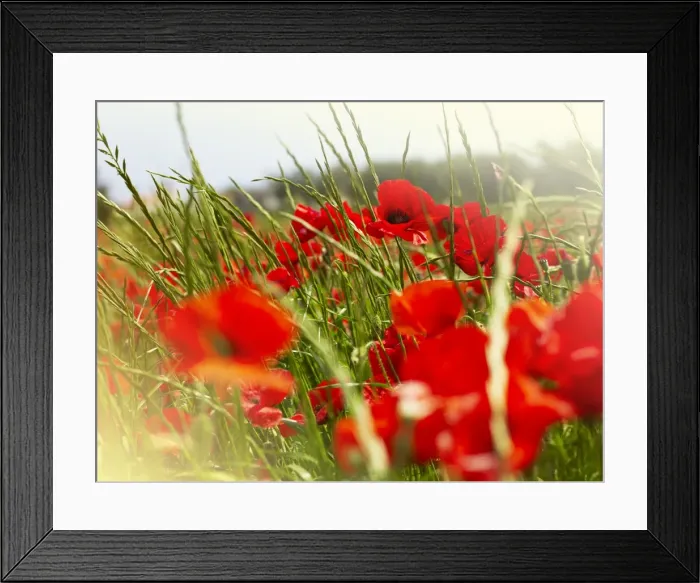 Framed Print : Poppy field, Figueres, Girona, Catalonia, Spain, Europe Framed Print : Poppy field, Figueres, Girona, Catalonia, Spain, Europe