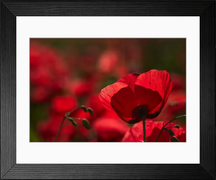 Framed Print : Poppy field in The Alberes, Languedoc-Roussillon, France, Europe Framed Print : Poppy field in The Alberes, Languedoc-Roussillon, France, Europe