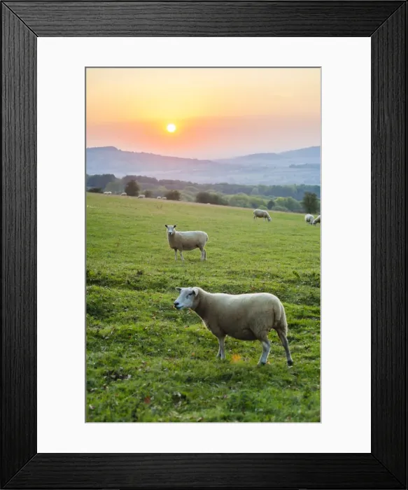 Framed Print : Cotswold sheep at sunset, Winchcombe, The Cotswolds, Gloucestershire, England, United Kingdom, Europe Framed Print : Cotswold sheep at sunset, Winchcombe, The Cotswolds, Gloucestershire, England, United Kingdom, Europe