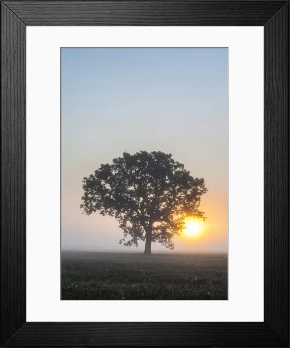 Framed Print : Misty tree at sunrise, Broadway, The Cotswolds, Gloucestershire, England, United Kingdom, Europe Framed Print : Misty tree at sunrise, Broadway, The Cotswolds, Gloucestershire, England, United Kingdom, Europe