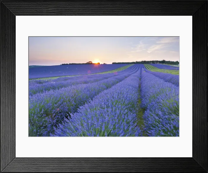 Framed Print : Lavender field at Snowshill Lavender, The Cotswolds, Gloucestershire, England, United Kingdom, Europe