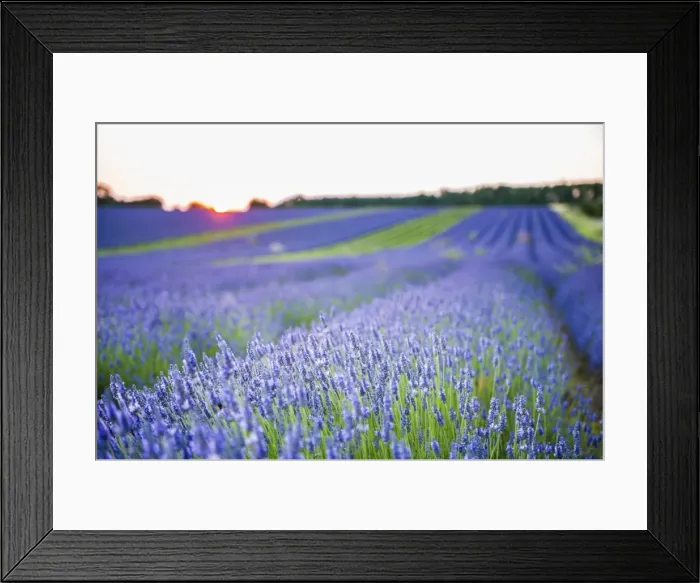 Framed Print : Lavender field at Snowshill Lavender, The Cotswolds, Gloucestershire, England, United Kingdom, Europe