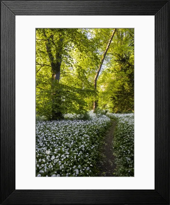 Framed Print : Flowers in a woods near Badbury Hill, Oxford, Oxfordshire, England, United Kingdom, Europe Framed Print : Flowers in a woods near Badbury Hill, Oxford, Oxfordshire, England, United Kingdom, Europe