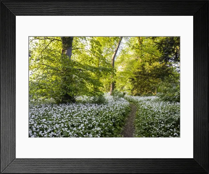 Framed Print : Flowers in a woods near Badbury Hill, Oxford, Oxfordshire, England, United Kingdom, Europe Framed Print : Flowers in a woods near Badbury Hill, Oxford, Oxfordshire, England, United Kingdom, Europe