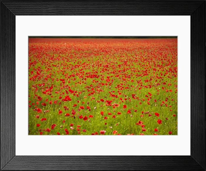 Framed Print : Poppy field, Newark, Nottinghamshire, England, United Kingdom, Europe Framed Print : Poppy field, Newark, Nottinghamshire, England, United Kingdom, Europe