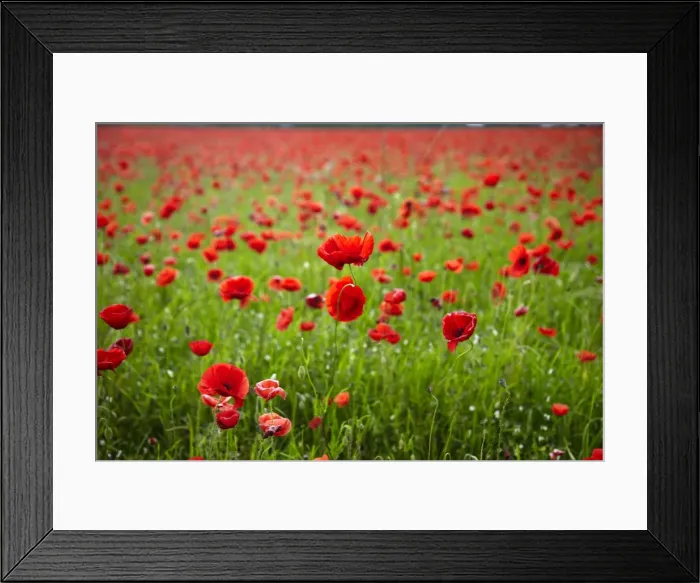 Framed Print : Poppy field, Newark, Nottinghamshire, England, United Kingdom, Europe Framed Print : Poppy field, Newark, Nottinghamshire, England, United Kingdom, Europe