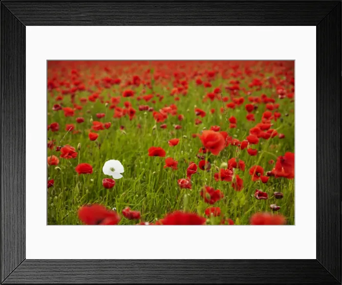 Framed Print : Poppy field, Newark, Nottinghamshire, England, United Kingdom, Europe Framed Print : Poppy field, Newark, Nottinghamshire, England, United Kingdom, Europe