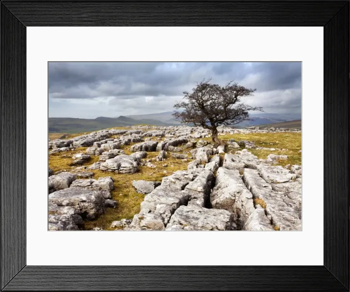 Framed Print : Lone tree at Winskill Stones near Settle, Yorkshire Dales, Yorkshire, England, United Kingdom, Europe Framed Print : Lone tree at Winskill Stones near Settle, Yorkshire Dales, Yorkshire, England, United Kingdom, Europe