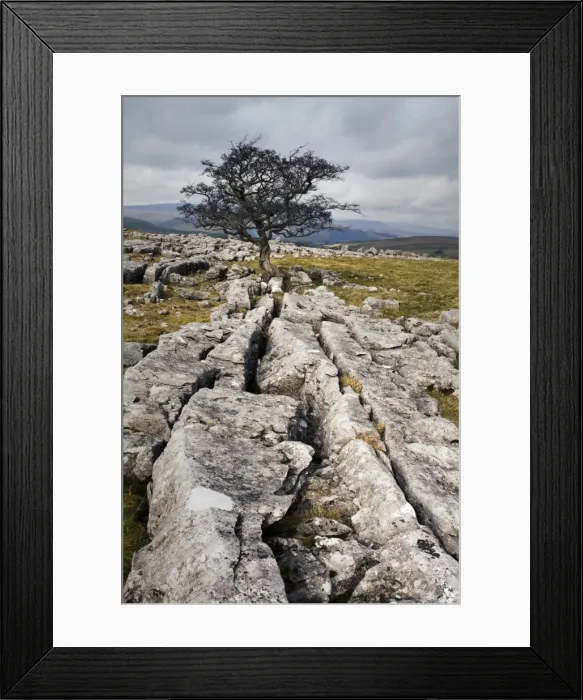 Framed Print : Lone tree at Winskill Stones near Settle, Yorkshire Dales, Yorkshire, England, United Kingdom, Europe Framed Print : Lone tree at Winskill Stones near Settle, Yorkshire Dales, Yorkshire, England, United Kingdom, Europe