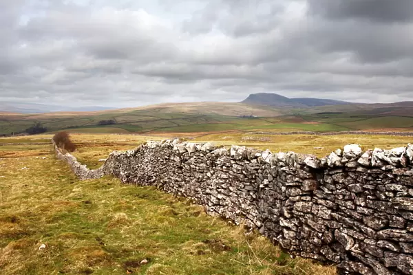 Dry stone wall at Winskill Stones with Pen Y Ghent beyond, near Settle, Yorkshire Dales, Yorkshire, England, United Kingdom, Europe