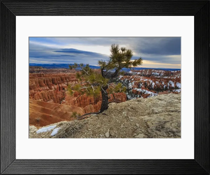 Framed Print : Rim tree and hoodoos with a cloudy winters sunrise, Rim Trail near Inspiration Point, Bryce Canyon National Park, Utah, United States of America, North America