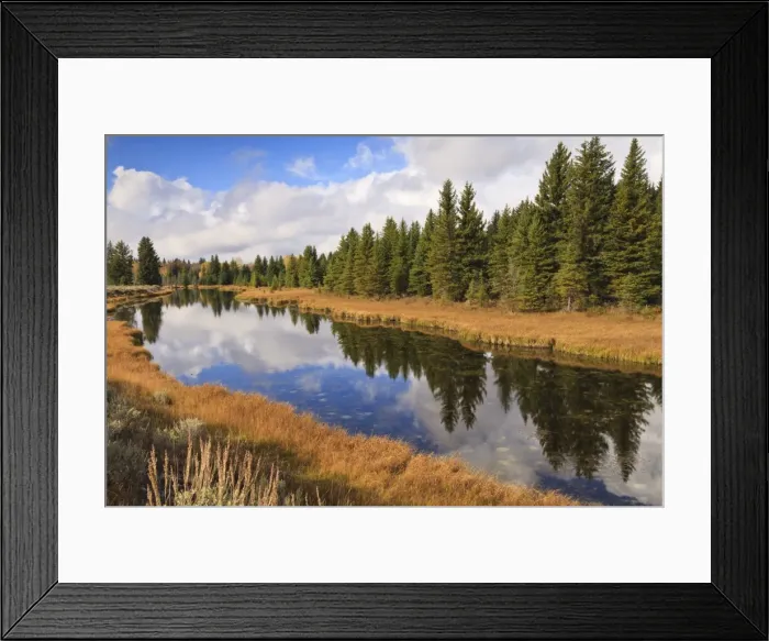 Framed Print : Reflected pines at Schwabachers Landing, Grand Teton National Park, Wyoming, United States of America, North America Framed Print : Reflected pines at Schwabachers Landing, Grand Teton National Park, Wyoming, United States of America, North America