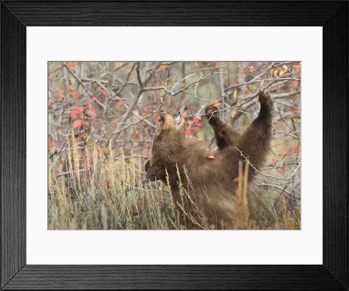 Framed Print : Cinnamon black bear (Ursus americanus) eats autumn (fall) berries, Grand Teton National Park, Wyoming, United States of America, North America Framed Print : Cinnamon black bear (Ursus americanus) eats autumn (fall) berries, Grand Teton National Park, Wyoming, United States of America, North America