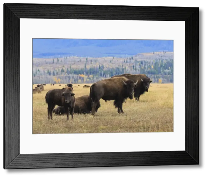 Framed Print : Bison herd with calf in Grand Teton National Park, Wyoming, United States of America, North America Framed Print : Bison herd with calf in Grand Teton National Park, Wyoming, United States of America, North America