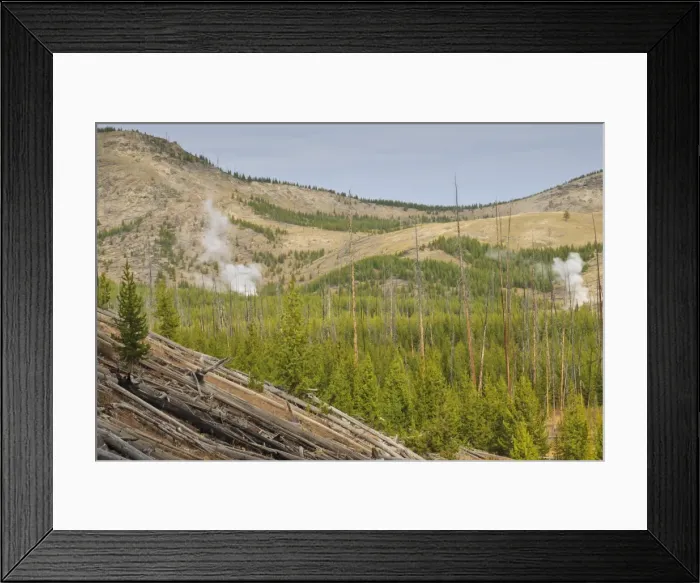Framed Print : Steam from Imperial and Spray Geysers through regenerating forest, Midway Geyser Basin, Yellowstone National Park, UNESCO World Heritage Site, Wyoming, United States of America, North America Framed Print : Steam from Imperial and Spray Geysers through regenerating forest, Midway Geyser Basin, Yellowstone National Park, UNESCO World Heritage Site, Wyoming, United States of America, North America