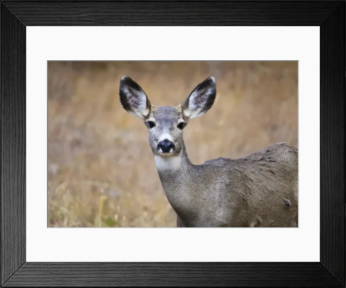 Framed Print : Alert mule deer (Odocoileus hemionus) stares at the camera, Grand Teton National Park, Wyoming, United States of America, North America Framed Print : Alert mule deer (Odocoileus hemionus) stares at the camera, Grand Teton National Park, Wyoming, United States of America, North America