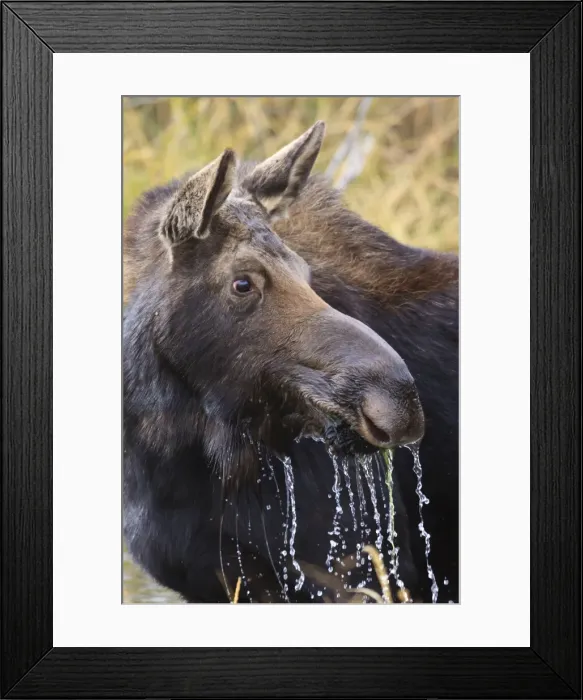 Framed Print : Moose (Alces alces) cow dribbles after feeding, autumn (fall), Grand Teton National Park, Wyoming, United States of America, North America Framed Print : Moose (Alces alces) cow dribbles after feeding, autumn (fall), Grand Teton National Park, Wyoming, United States of America, North America