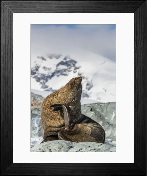 Framed Print : Adult Antarctic fur seal (Arctocephalus gazella), Danco Island, Antarctica, Southern Ocean, Polar Regions Framed Print : Adult Antarctic fur seal (Arctocephalus gazella), Danco Island, Antarctica, Southern Ocean, Polar Regions
