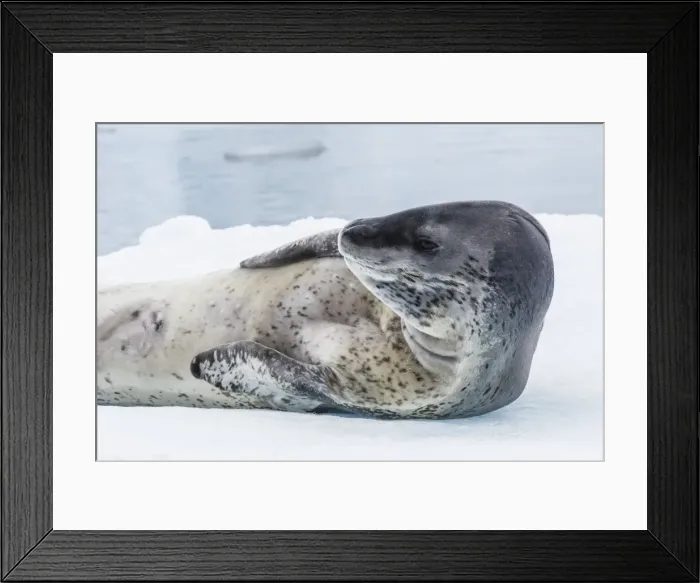 Framed Print : Adult leopard seal (Hydrurga leptonyx) hauled out on ice in Paradise Bay on the western side of the Antarctic Peninsula, Antarctica, Polar Regions
