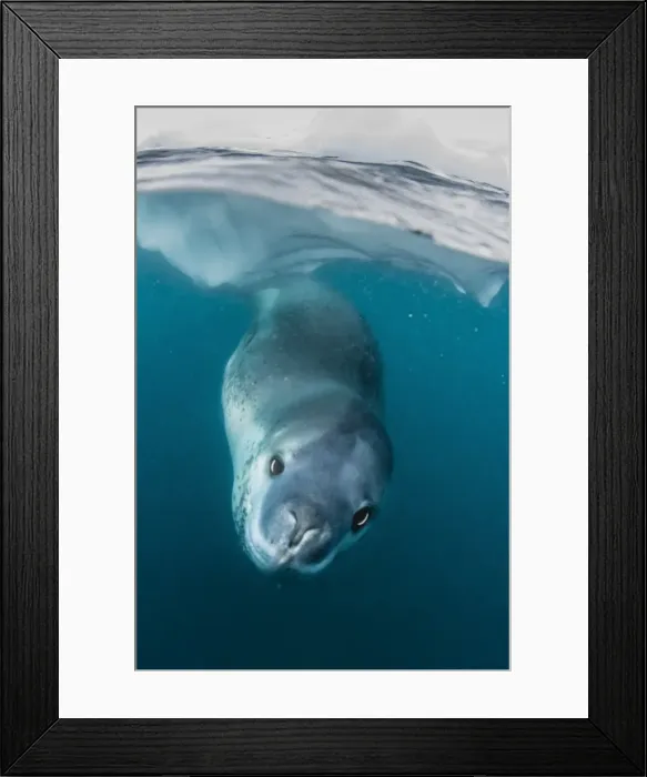 Framed Print : Adult leopard seal (Hydrurga leptonyx) inspecting the camera above and below water at Damoy Point, Antarctica, Polar Regions Framed Print : Adult leopard seal (Hydrurga leptonyx) inspecting the camera above and below water at Damoy Point, Antarctica, Polar Regions