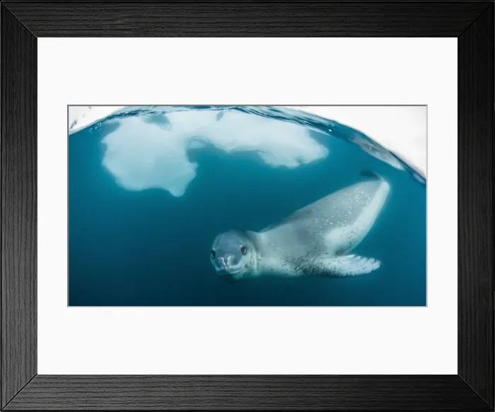 Framed Print : Adult leopard seal (Hydrurga leptonyx) inspecting the camera above and below water at Damoy Point, Antarctica, Polar Regions Framed Print : Adult leopard seal (Hydrurga leptonyx) inspecting the camera above and below water at Damoy Point, Antarctica, Polar Regions
