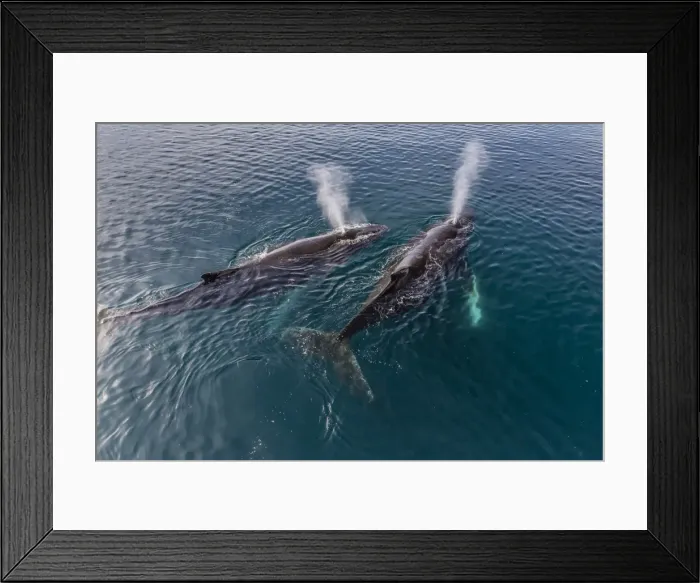 Framed Print : A pair of adult humpback whales (Megaptera novaeangliae), surfacing in the Gerlache Strait, Antarctica, Polar Regions Framed Print : A pair of adult humpback whales (Megaptera novaeangliae), surfacing in the Gerlache Strait, Antarctica, Polar Regions