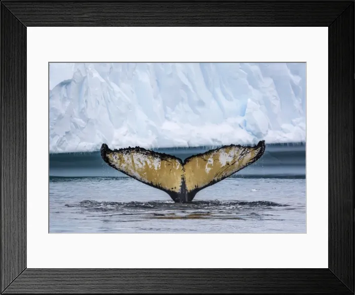Framed Print : Adult humpback whale (Megaptera novaeangliae), flukes-up dive amongst the ice in Cierva Cove, Antarctica, Polar Regions