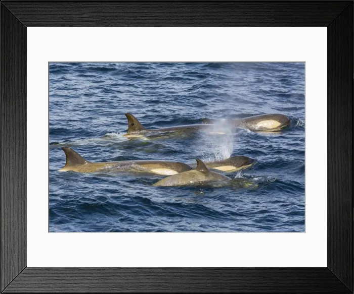 Framed Print : Orchas, Gerlache Strait, Antarctica, Polar Regions Framed Print : Orchas, Gerlache Strait, Antarctica, Polar Regions