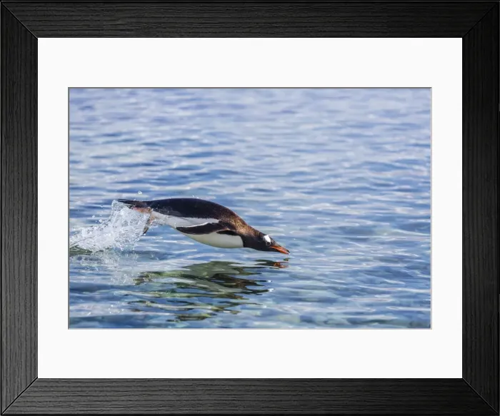 Framed Print : Adult gentoo penguin (Pygoscelis papua) porpoising, Hannah Point, Livingston Island, South Shetland Islands, Antarctica, Polar Regions Framed Print : Adult gentoo penguin (Pygoscelis papua) porpoising, Hannah Point, Livingston Island, South Shetland Islands, Antarctica, Polar Regions
