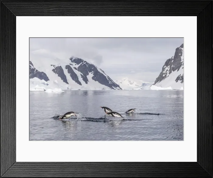 Framed Print : Adult gentoo penguins (Pygoscelis papua) porpoising, Danco Island, Antarctica, Polar Regions Framed Print : Adult gentoo penguins (Pygoscelis papua) porpoising, Danco Island, Antarctica, Polar Regions