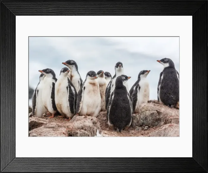 Framed Print : Gentoo penguin chicks (Pygoscelis papua), creching together, Mikkelsen Harbor, Trinity Island, Antarctica, Polar Regions