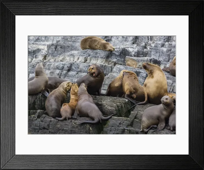 Framed Print : South American sea lions (Otaria flavescens) in breeding colony hauled out on small islets just outside Ushuaia, Beagle Channel, Argentina, South America Framed Print : South American sea lions (Otaria flavescens) in breeding colony hauled out on small islets just outside Ushuaia, Beagle Channel, Argentina, South America