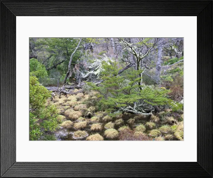 Framed Print : Magellanic lenga (Nothofagus pumilio) forest and swamp, Torres del Paine National Park, Patagonia, Chile, South America Framed Print : Magellanic lenga (Nothofagus pumilio) forest and swamp, Torres del Paine National Park, Patagonia, Chile, South America
