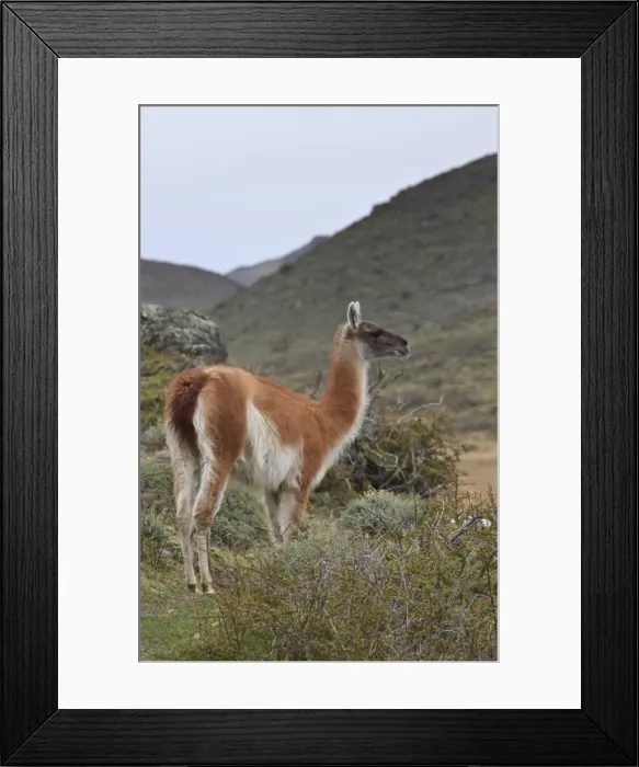 Framed Print : Alert guanaco (Lama guanicoe), Torres del Paine National Park, Patagonia, Chile, South America Framed Print : Alert guanaco (Lama guanicoe), Torres del Paine National Park, Patagonia, Chile, South America