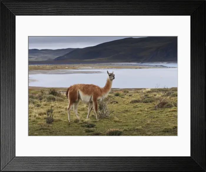 Framed Print : Guanaco (Lama guanicoe) on lake foreshore, Torres del Paine National Park, Patagonia, Chile, South America Framed Print : Guanaco (Lama guanicoe) on lake foreshore, Torres del Paine National Park, Patagonia, Chile, South America