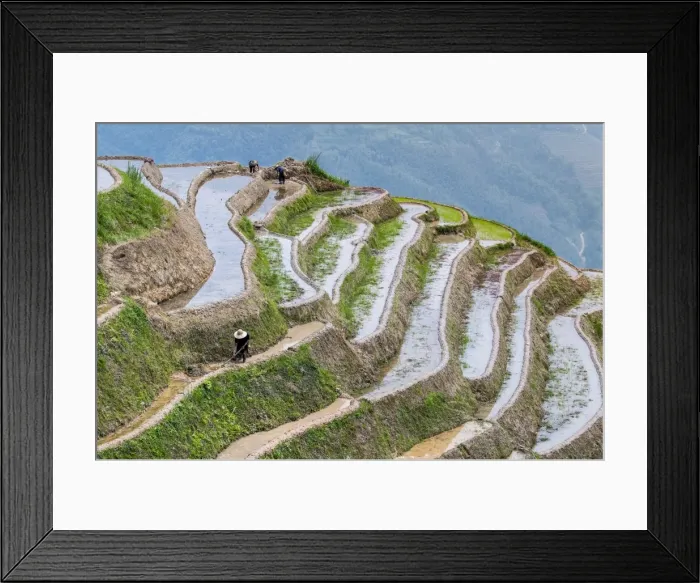 Framed Print : Dragon Spine Rice Terraces, Longsheng, Guangxi, China, Asia Framed Print : Dragon Spine Rice Terraces, Longsheng, Guangxi, China, Asia