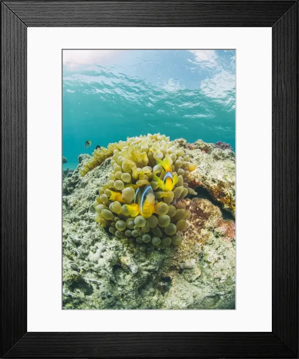 Framed Print : Red Sea anemonefish pair (Amphiprion bicinctus) and Bubble anemone (Entacmaea quadricolor), Naama Bay, Sharm El Sheikh, Red Sea, Egypt, North Africa, Africa Framed Print : Red Sea anemonefish pair (Amphiprion bicinctus) and Bubble anemone (Entacmaea quadricolor), Naama Bay, Sharm El Sheikh, Red Sea, Egypt, North Africa, Africa