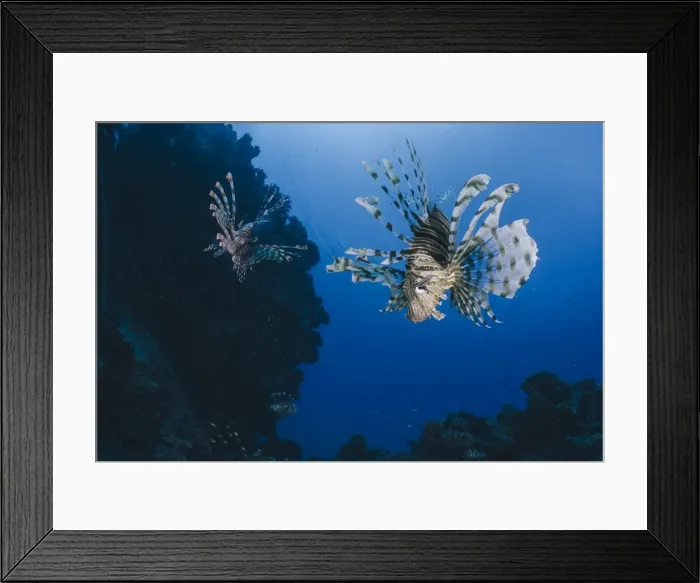 Framed Print : Common lionfish (Pterois miles), front view, Naama Bay, Ras Mohammed National Park, Sharm El Sheikh, Red Sea, Egypt, North Africa, Africa Framed Print : Common lionfish (Pterois miles), front view, Naama Bay, Ras Mohammed National Park, Sharm El Sheikh, Red Sea, Egypt, North Africa, Africa