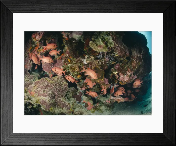 Framed Print : Small school of Blotcheye soldierfish (White edged soldier fish) (Myripristis murdjan), Naama Bay, Sharm El Sheikh, Red Sea, Egypt, North Africa, Africa Framed Print : Small school of Blotcheye soldierfish (White edged soldier fish) (Myripristis murdjan), Naama Bay, Sharm El Sheikh, Red Sea, Egypt, North Africa, Africa