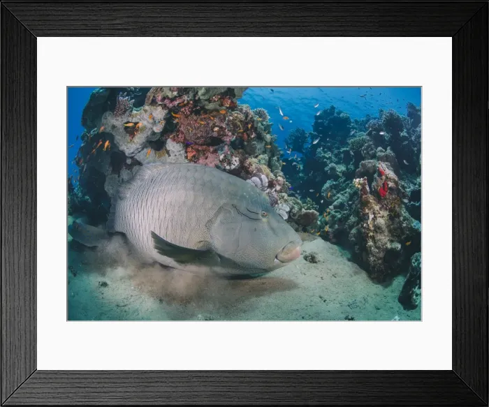 Framed Print : Napoleon wrasse (cheilinus undulatus) juvenile, an endangered species, Naama Bay, Sharm El Sheikh, Red Sea, Egypt, North Africa, Africa Framed Print : Napoleon wrasse (cheilinus undulatus) juvenile, an endangered species, Naama Bay, Sharm El Sheikh, Red Sea, Egypt, North Africa, Africa