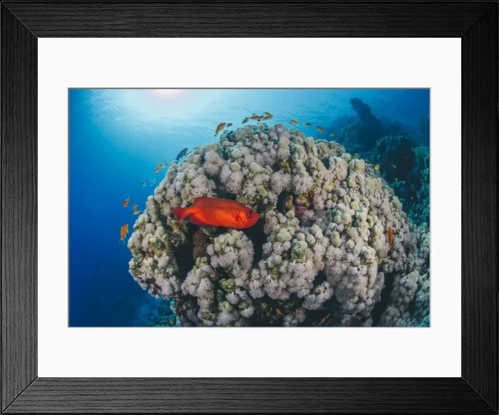 Framed Print : Common bigeye (Priacanthus hamrur), sheltering next to coral reef, Ras Mohammed National Park, Red Sea, Egypt, North Africa, Africa Framed Print : Common bigeye (Priacanthus hamrur), sheltering next to coral reef, Ras Mohammed National Park, Red Sea, Egypt, North Africa, Africa