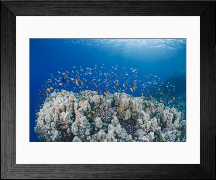 Framed Print : Lyretail anthias (Pseudanthias squamipinnis), school over mountain coral, reef, Ras Mohammed National Park, Sharm El Sheikh, Red Sea, Egypt, North Africa, Africa Framed Print : Lyretail anthias (Pseudanthias squamipinnis), school over mountain coral, reef, Ras Mohammed National Park, Sharm El Sheikh, Red Sea, Egypt, North Africa, Africa