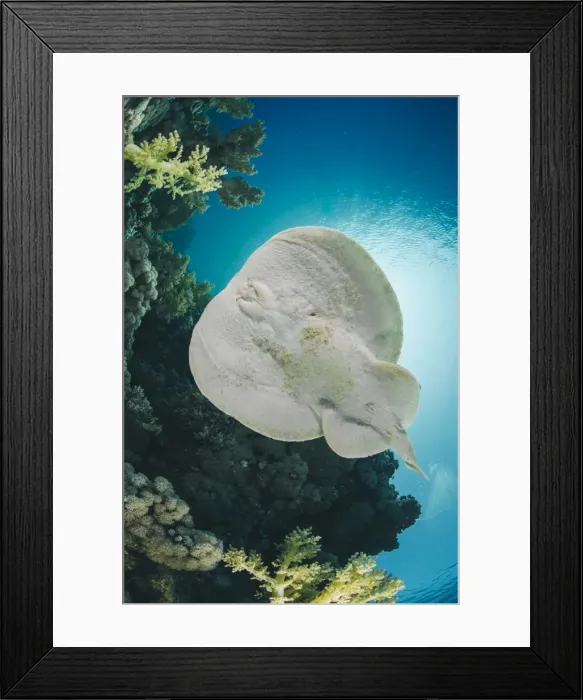 Framed Print : Leopard torpedo ray (Electric ray) (Torpedo panthera), underside view, back-lit by the sun, Ras Mohammed National Park, Sharm El Sheikh, Red Sea, Egypt, North Africa, Africa Framed Print : Leopard torpedo ray (Electric ray) (Torpedo panthera), underside view, back-lit by the sun, Ras Mohammed National Park, Sharm El Sheikh, Red Sea, Egypt, North Africa, Africa