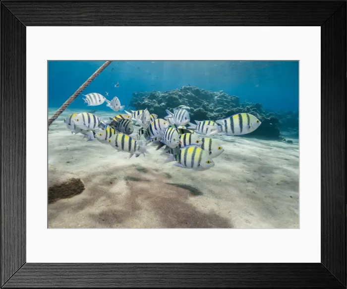 Framed Print : Small school of sergeant major fish (Abudefduf vaigiensis) in shallow sandy bay, Naama Bay, Sharm El Sheikh, Red Sea, Egypt, North Africa, Africa Framed Print : Small school of sergeant major fish (Abudefduf vaigiensis) in shallow sandy bay, Naama Bay, Sharm El Sheikh, Red Sea, Egypt, North Africa, Africa