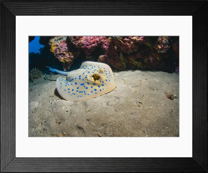 Framed Print : Bluespotted stingray (Taeniura lymma), front side view, Naama Bay, Sharm El Sheikh, Red Sea, Egypt, North Africa, Africa Framed Print : Bluespotted stingray (Taeniura lymma), front side view, Naama Bay, Sharm El Sheikh, Red Sea, Egypt, North Africa, Africa