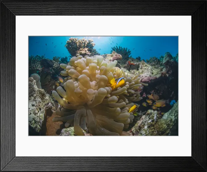 Framed Print : Red Sea Anemone fish (Amphiprion bicinctus) and Bubble anemone (Entacmaea quadricolor), Naama Bay, Sharm El Sheikh, Red Sea, Egypt, North Africa, Africa Framed Print : Red Sea Anemone fish (Amphiprion bicinctus) and Bubble anemone (Entacmaea quadricolor), Naama Bay, Sharm El Sheikh, Red Sea, Egypt, North Africa, Africa