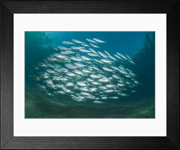 Framed Print : Small school of Indian mackerel (Rastrelliger kanagurta) in shallow water, Naama Bay, Sharm El Sheikh, Red Sea, Egypt, North Africa, Africa Framed Print : Small school of Indian mackerel (Rastrelliger kanagurta) in shallow water, Naama Bay, Sharm El Sheikh, Red Sea, Egypt, North Africa, Africa