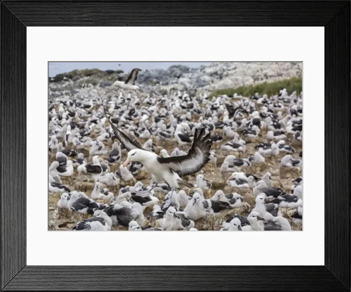 Framed Print : Adult black-browed albatross (Thalassarche melanophris) landing in breeding colony on Steeple Jason Island, Falkland Islands, UK Overseas Protectorate, South America Framed Print : Adult black-browed albatross (Thalassarche melanophris) landing in breeding colony on Steeple Jason Island, Falkland Islands, UK Overseas Protectorate, South America